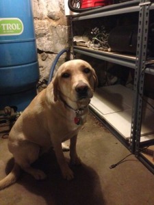 A Faithful Companion Through the Hard Stuff, Miss Honey