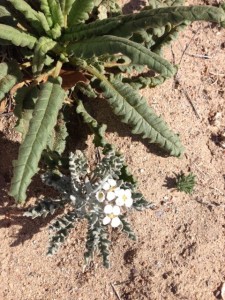 Desert Roses